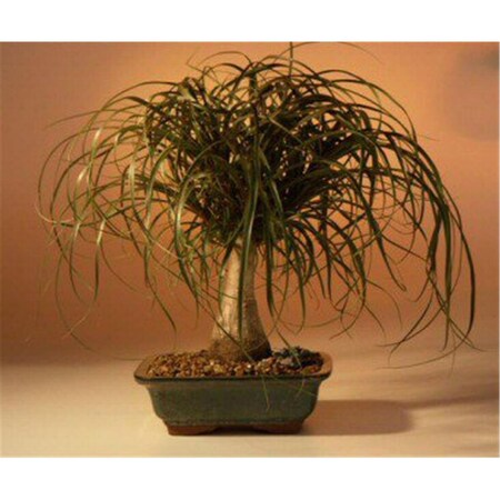 Paisaje Ponytail Palm Tree - Beaucamea Recurvata - Large PA2803684